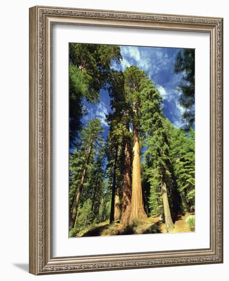 Giant Sequoia Trees, Mariposa Grove, Yosemite National Park, California, USA-Gavin Hellier-Framed Photographic Print