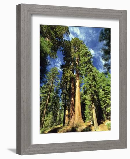 Giant Sequoia Trees, Mariposa Grove, Yosemite National Park, California, USA-Gavin Hellier-Framed Photographic Print