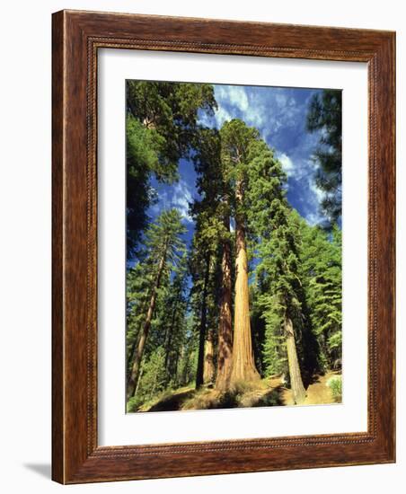 Giant Sequoia Trees, Mariposa Grove, Yosemite National Park, California, USA-Gavin Hellier-Framed Photographic Print