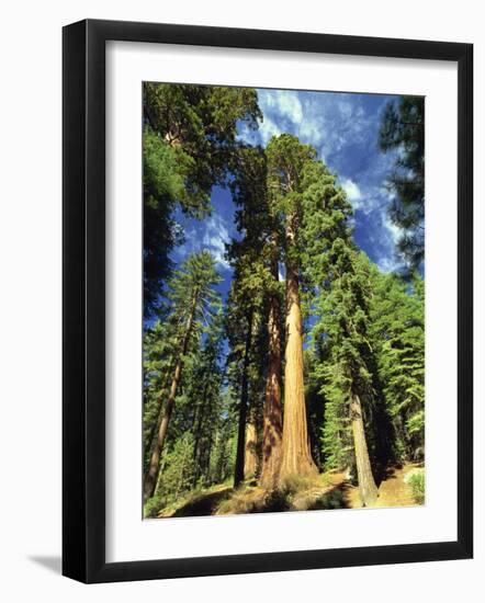 Giant Sequoia Trees, Mariposa Grove, Yosemite National Park, California, USA-Gavin Hellier-Framed Photographic Print