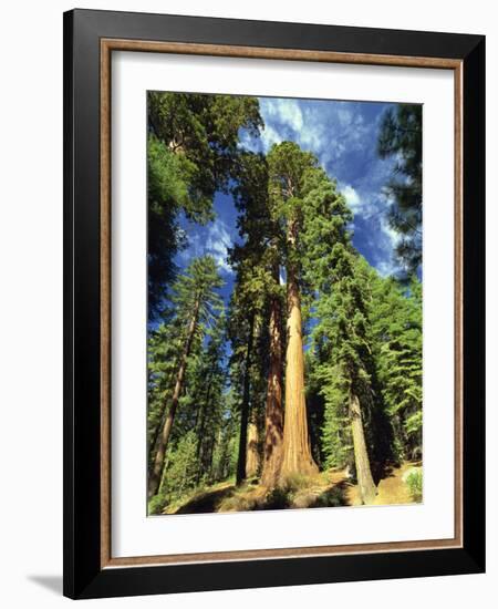 Giant Sequoia Trees, Mariposa Grove, Yosemite National Park, California, USA-Gavin Hellier-Framed Photographic Print