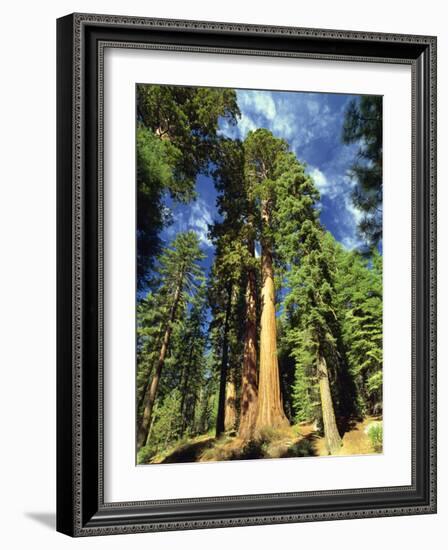 Giant Sequoia Trees, Mariposa Grove, Yosemite National Park, California, USA-Gavin Hellier-Framed Photographic Print