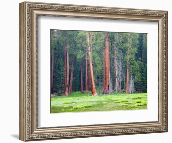 Giant Sequoia Trees, Round Meadow, Sequoia National Park, California, USA-Jamie & Judy Wild-Framed Photographic Print