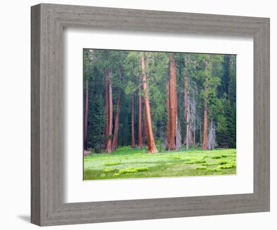 Giant Sequoia Trees, Round Meadow, Sequoia National Park, California, USA-Jamie & Judy Wild-Framed Photographic Print