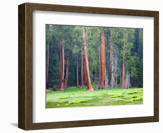 Giant Sequoia Trees, Round Meadow, Sequoia National Park, California, USA-Jamie & Judy Wild-Framed Photographic Print