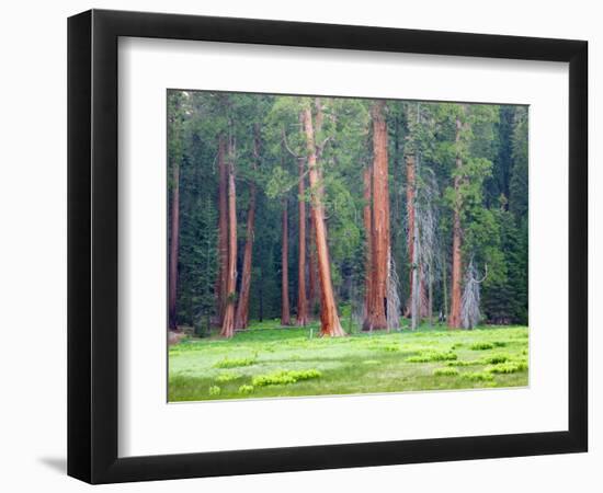 Giant Sequoia Trees, Round Meadow, Sequoia National Park, California, USA-Jamie & Judy Wild-Framed Photographic Print