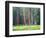 Giant Sequoia Trees, Round Meadow, Sequoia National Park, California, USA-Jamie & Judy Wild-Framed Photographic Print