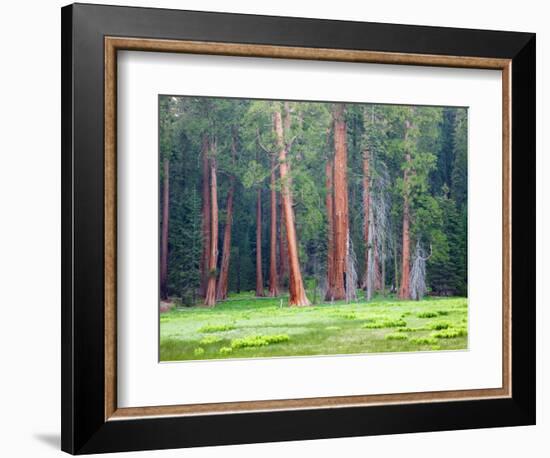 Giant Sequoia Trees, Round Meadow, Sequoia National Park, California, USA-Jamie & Judy Wild-Framed Photographic Print