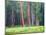 Giant Sequoia Trees, Round Meadow, Sequoia National Park, California, USA-Jamie & Judy Wild-Mounted Photographic Print