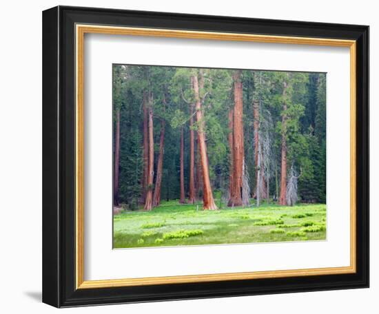 Giant Sequoia Trees, Round Meadow, Sequoia National Park, California, USA-Jamie & Judy Wild-Framed Photographic Print