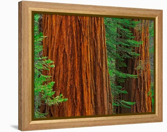 Giant Sequoia Trunks in Forest, Yosemite National Park, California, USA-Adam Jones-Framed Premier Image Canvas