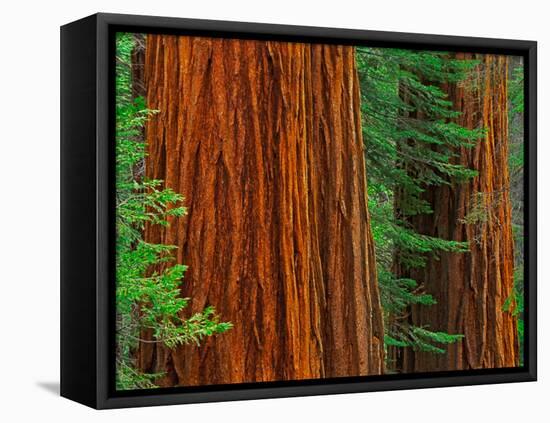 Giant Sequoia Trunks in Forest, Yosemite National Park, California, USA-Adam Jones-Framed Premier Image Canvas