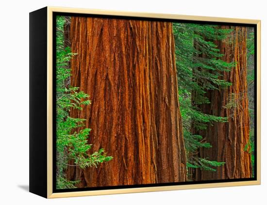 Giant Sequoia Trunks in Forest, Yosemite National Park, California, USA-Adam Jones-Framed Premier Image Canvas