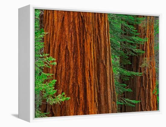 Giant Sequoia Trunks in Forest, Yosemite National Park, California, USA-Adam Jones-Framed Premier Image Canvas