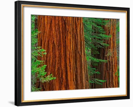 Giant Sequoia Trunks in Forest, Yosemite National Park, California, USA-Adam Jones-Framed Photographic Print