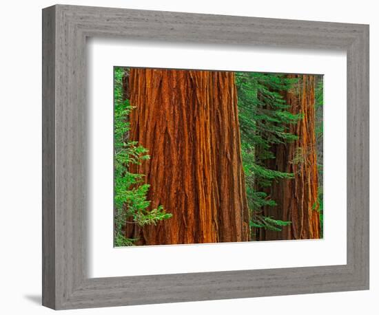 Giant Sequoia Trunks in Forest, Yosemite National Park, California, USA-Adam Jones-Framed Photographic Print