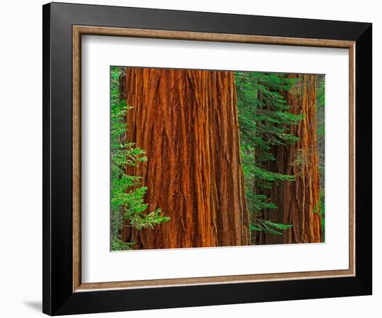 Giant Sequoia Trunks in Forest, Yosemite National Park, California, USA-Adam Jones-Framed Photographic Print