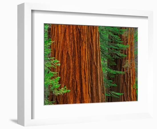 Giant Sequoia Trunks in Forest, Yosemite National Park, California, USA-Adam Jones-Framed Photographic Print