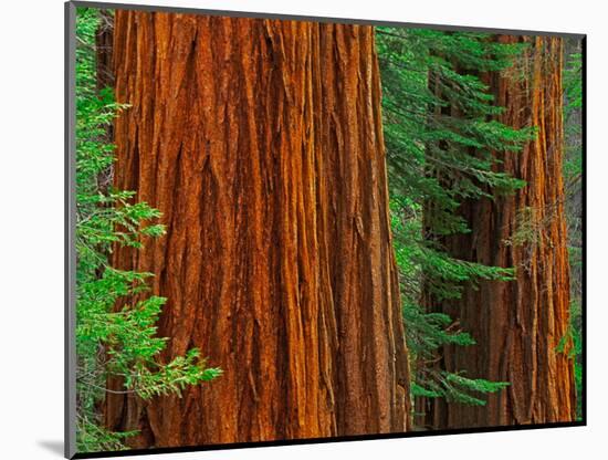 Giant Sequoia Trunks in Forest, Yosemite National Park, California, USA-Adam Jones-Mounted Photographic Print