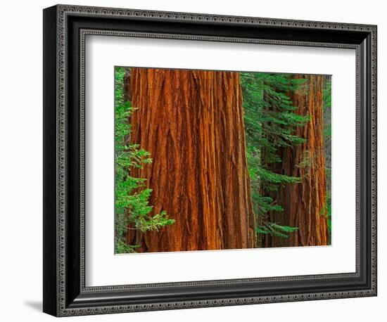 Giant Sequoia Trunks in Forest, Yosemite National Park, California, USA-Adam Jones-Framed Photographic Print