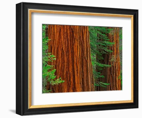 Giant Sequoia Trunks in Forest, Yosemite National Park, California, USA-Adam Jones-Framed Photographic Print