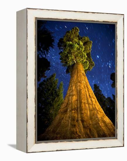 Giant Sequoia under the Milky Way-Ian Shive-Framed Premier Image Canvas