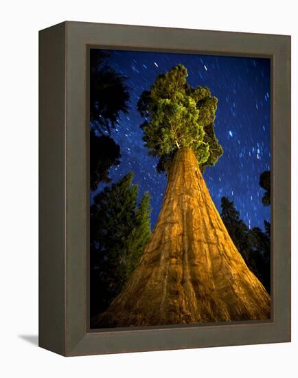 Giant Sequoia under the Milky Way-Ian Shive-Framed Premier Image Canvas