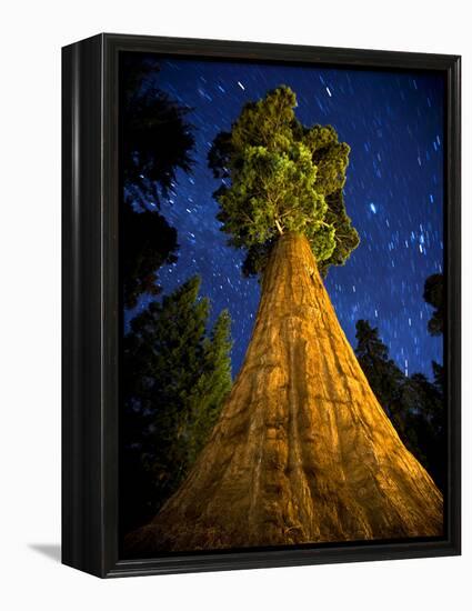 Giant Sequoia under the Milky Way-Ian Shive-Framed Premier Image Canvas