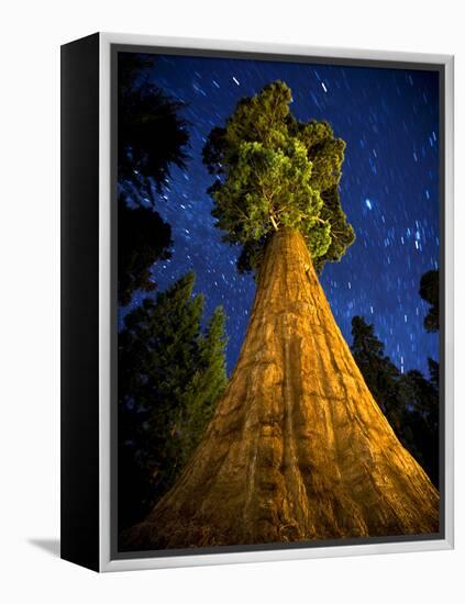 Giant Sequoia under the Milky Way-Ian Shive-Framed Premier Image Canvas