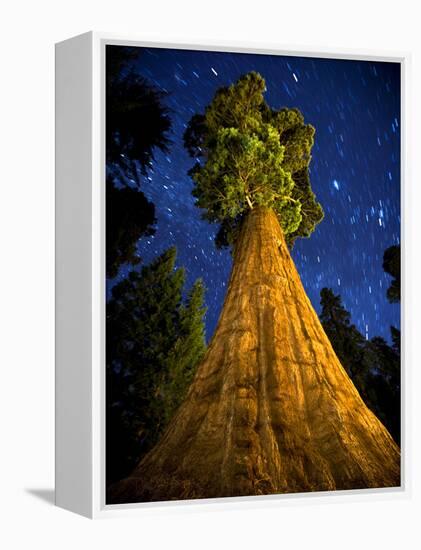 Giant Sequoia under the Milky Way-Ian Shive-Framed Premier Image Canvas