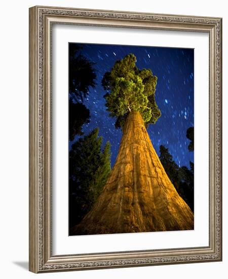 Giant Sequoia under the Milky Way-Ian Shive-Framed Photographic Print