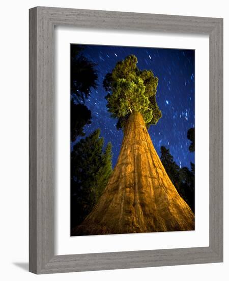 Giant Sequoia under the Milky Way-Ian Shive-Framed Photographic Print