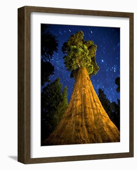 Giant Sequoia under the Milky Way-Ian Shive-Framed Photographic Print