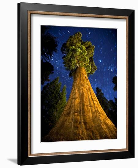 Giant Sequoia under the Milky Way-Ian Shive-Framed Photographic Print