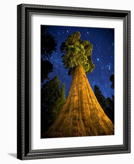 Giant Sequoia under the Milky Way-Ian Shive-Framed Photographic Print