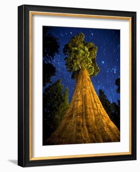 Giant Sequoia under the Milky Way-Ian Shive-Framed Photographic Print