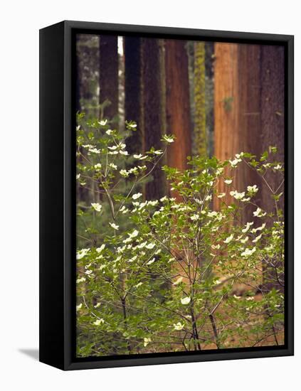 Giant Sequoias and Blooming Dogwood, Sequoia NP, California, USA-Jerry Ginsberg-Framed Premier Image Canvas