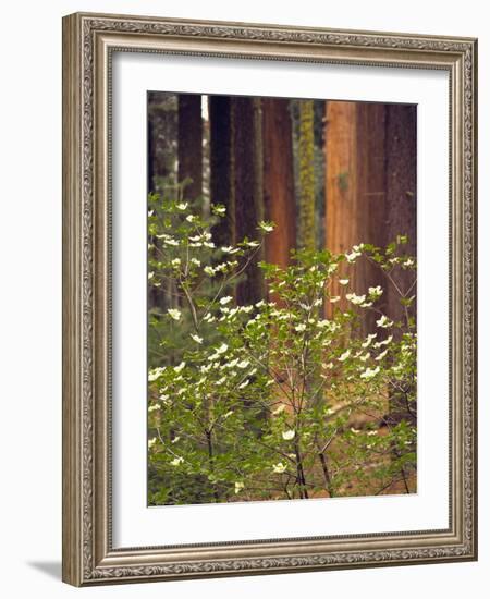 Giant Sequoias and Blooming Dogwood, Sequoia NP, California, USA-Jerry Ginsberg-Framed Photographic Print