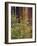 Giant Sequoias and Blooming Dogwood, Sequoia NP, California, USA-Jerry Ginsberg-Framed Photographic Print