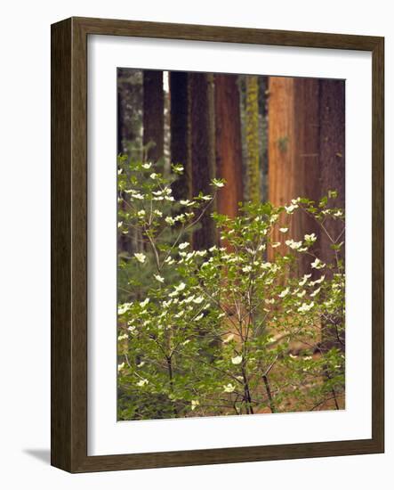 Giant Sequoias and Blooming Dogwood, Sequoia NP, California, USA-Jerry Ginsberg-Framed Photographic Print