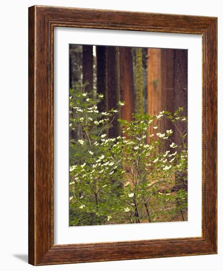 Giant Sequoias and Blooming Dogwood, Sequoia NP, California, USA-Jerry Ginsberg-Framed Photographic Print