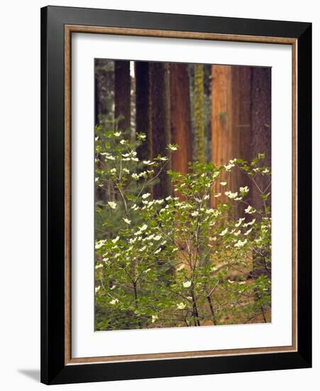 Giant Sequoias and Blooming Dogwood, Sequoia NP, California, USA-Jerry Ginsberg-Framed Photographic Print