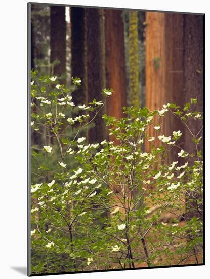 Giant Sequoias and Blooming Dogwood, Sequoia NP, California, USA-Jerry Ginsberg-Mounted Photographic Print