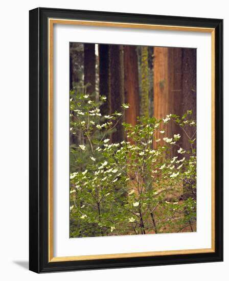 Giant Sequoias and Blooming Dogwood, Sequoia NP, California, USA-Jerry Ginsberg-Framed Photographic Print