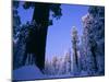 Giant Sequoias in Round Meadow, Sequoia Kings Canyon NP, California-Greg Probst-Mounted Photographic Print