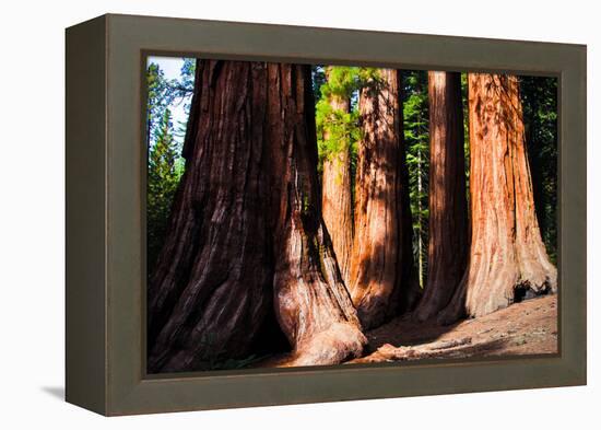 Giant Sequoias in Yosemite National Park,California-lorcel-Framed Premier Image Canvas