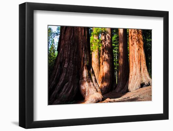 Giant Sequoias in Yosemite National Park,California-lorcel-Framed Photographic Print