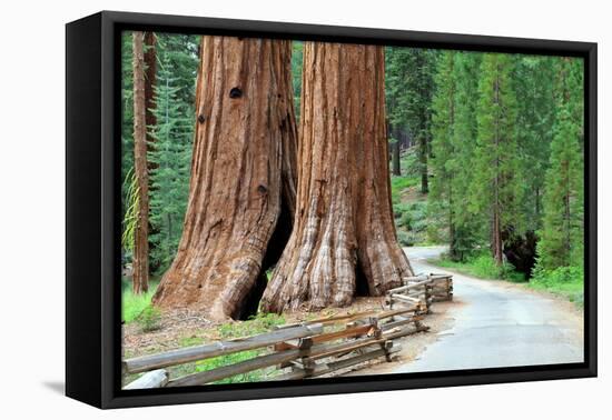 Giant Sequoias, Mariposa Grove Yosemite National Park-topseller-Framed Premier Image Canvas