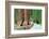 Giant Sequoias, Mariposa Grove Yosemite National Park-topseller-Framed Photographic Print