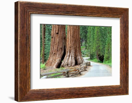 Giant Sequoias, Mariposa Grove Yosemite National Park-topseller-Framed Photographic Print